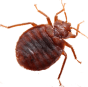 bed bug exterminator orangeville