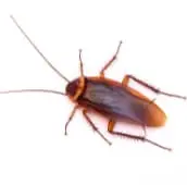 roach treatment orangeville