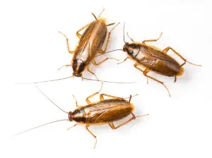 cockroach exterminator orangeville