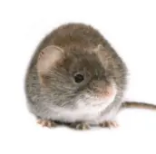 mouse exterminator orangeville