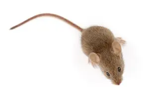 mice infestation orangeville
