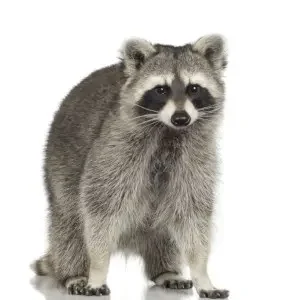 raccoon control orangeville