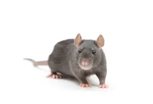 rat control orangeville