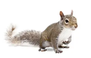 squirrel control orangeville