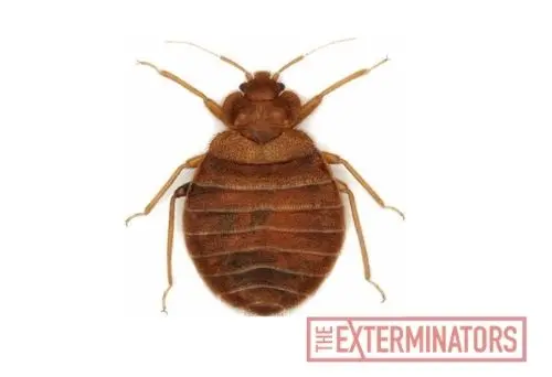 bed bug exterminator orangeville