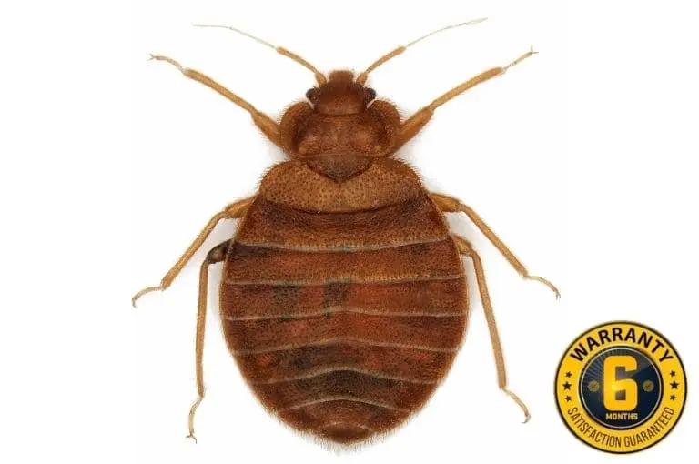 bed bug exterminator orangeville