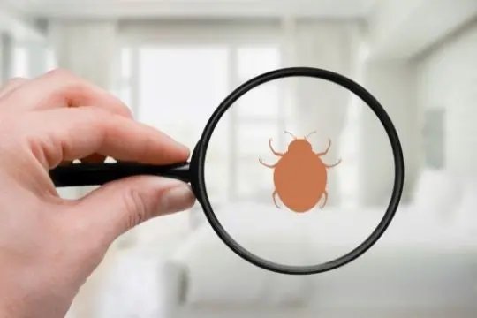 bed bug inspection orangeville