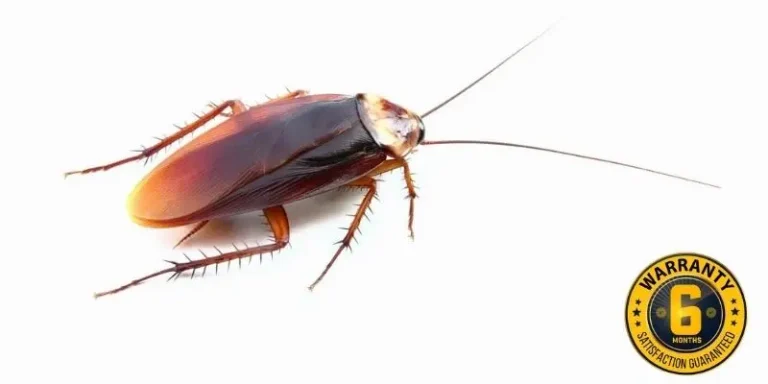 cockroach control orangeville