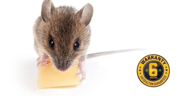 mice exterminator orangeville