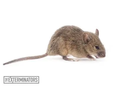 mice infestation orangeville