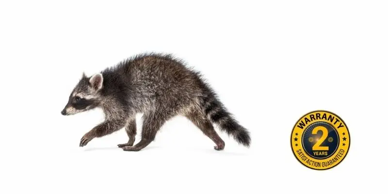 raccoon control orangeville