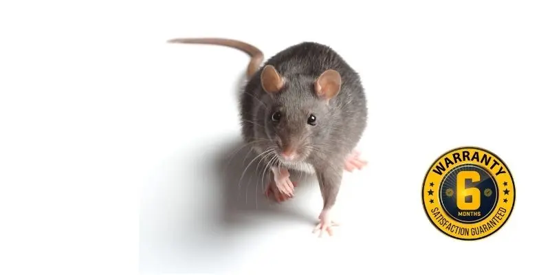 rat exterminator orangeville