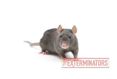 rat infestation orangeville